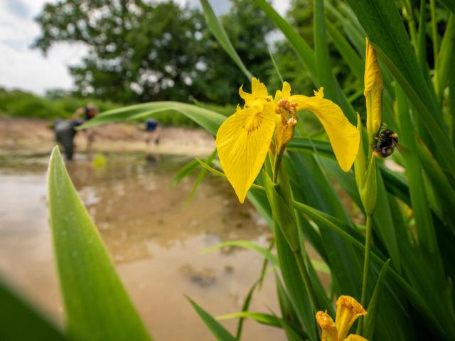 Bumblebee on an iris flower 