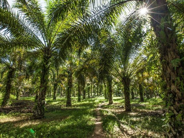 Bukit Garam, Kinabatangan, Sabah 