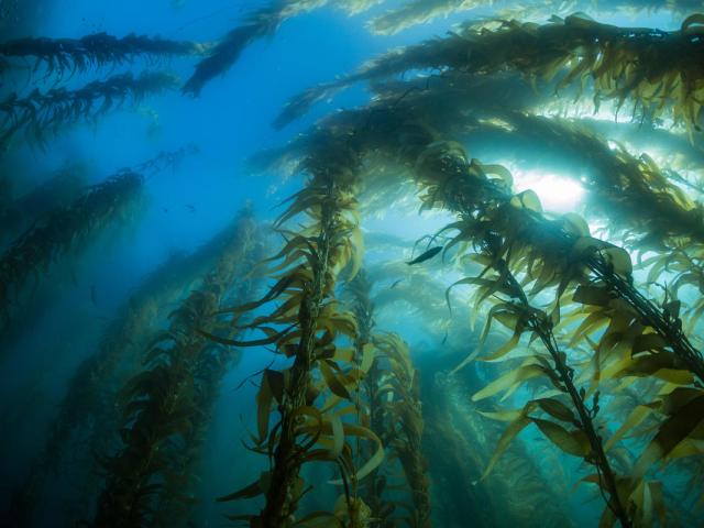 Giant kelp 