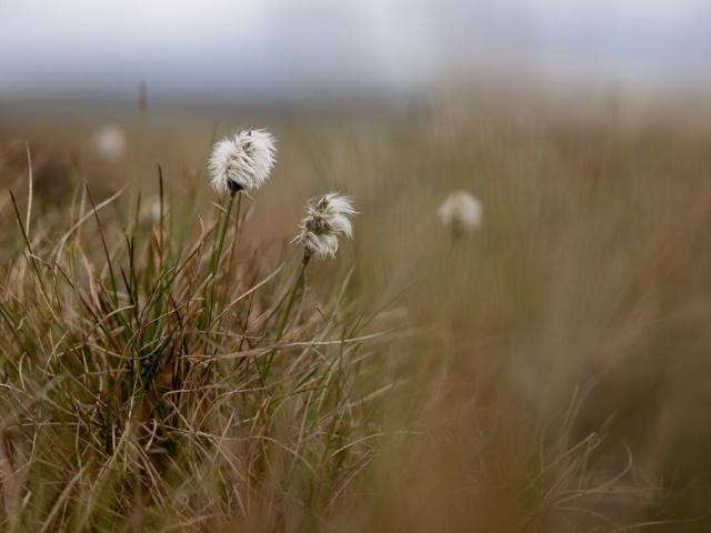 Hare's-tail cottongrass 