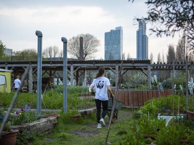 GoodGym runner moving wood from the yard in order to clear it for an annual fundraiser at Spitalfields City Farm, London.