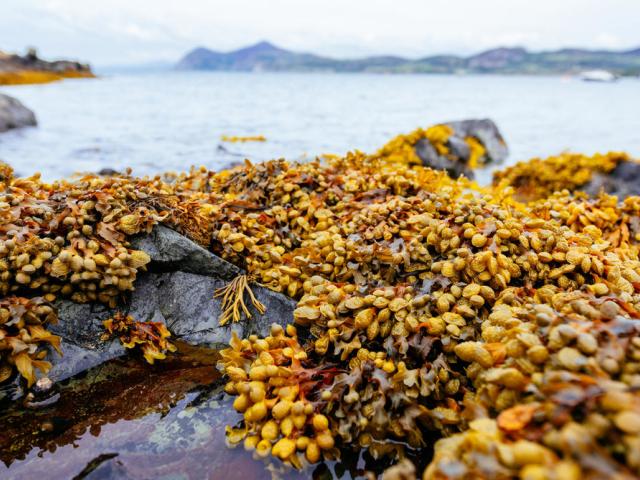 Porthdinllaen on the Llyn Peninsula lies on the north west coast of Wales. 