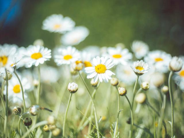 Oxeye daisies flowering in a garden in the Worcestershire, UK. 