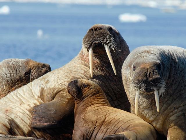 A herd of Atlantic walruses (Odobenus rosmarus rosmarus) in Foxe Basin, Nunavut, Canada