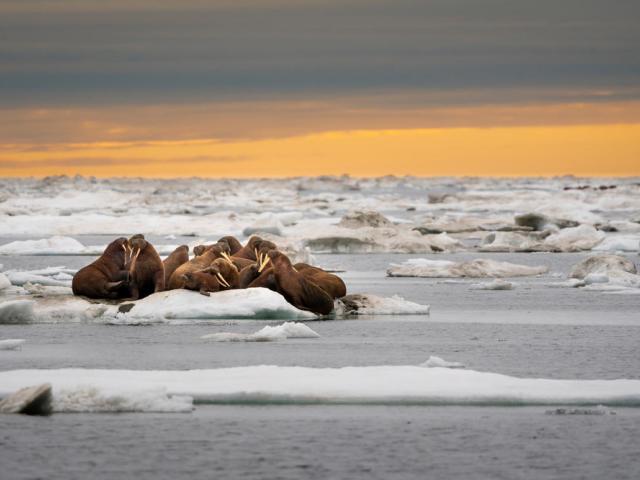 A herd of walruses (Odobenus rosmarus) on an ice floe. Svalbard, Norway.