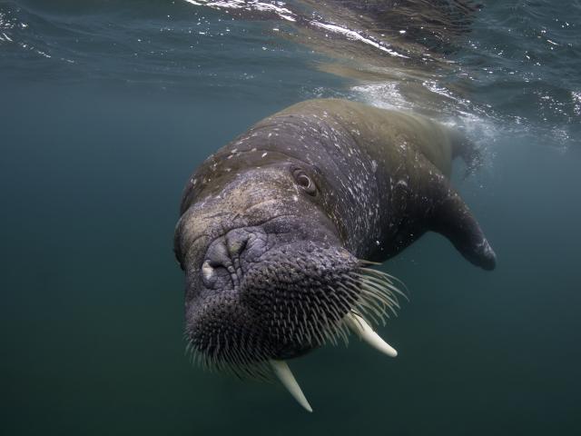 Walrus (Odobenus rosmarus) Spitsbergen, Svalbard Archipelago, Norway, Arctic Ocean. July.