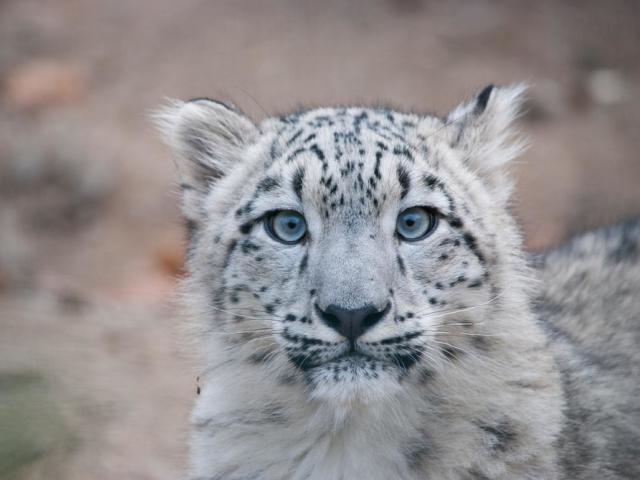 Close up portrait of a snow leopard (Panthera uncia) cub 