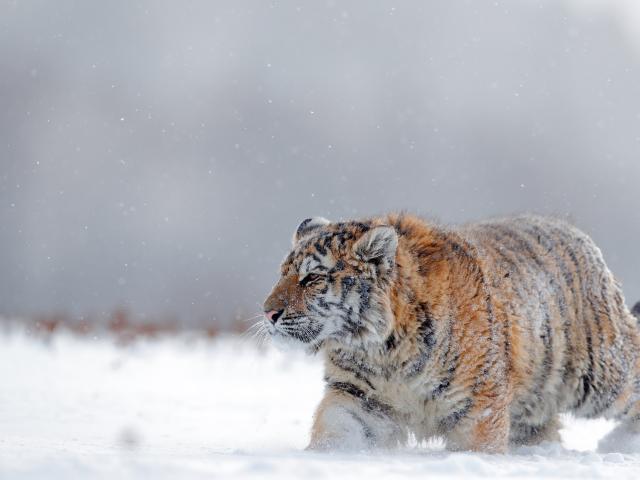 Amur tiger in the snow
