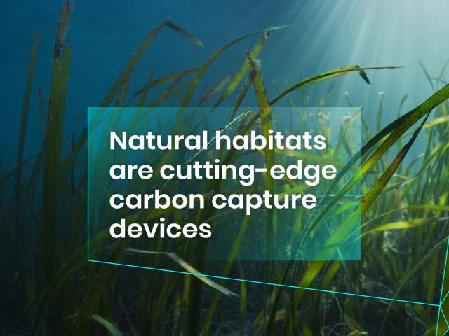 Natural habitats are cutting-edge carbon capture devices