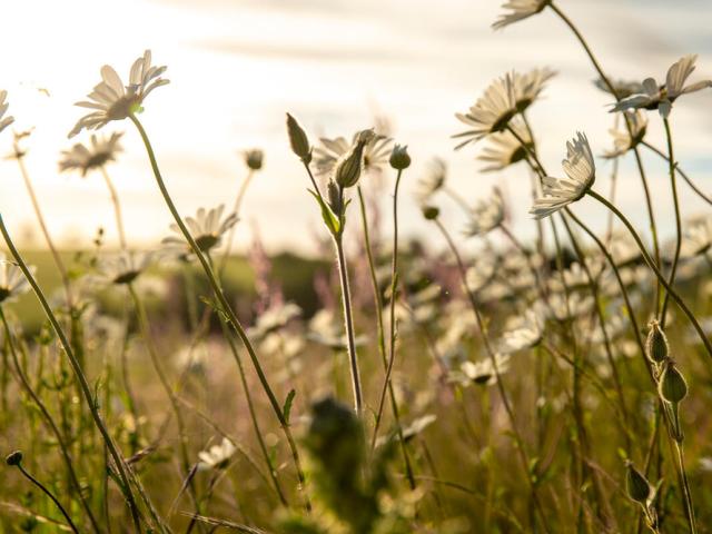 Wildflower meadow