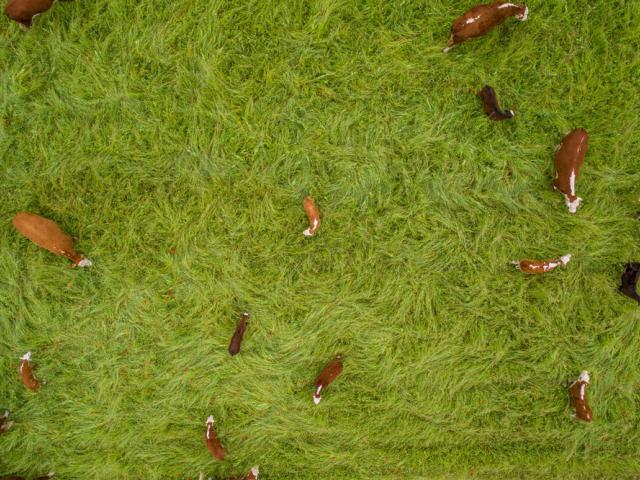 Top down shot of cattle from drone as they explore fresh wildflower pasture while "mob grazing" 