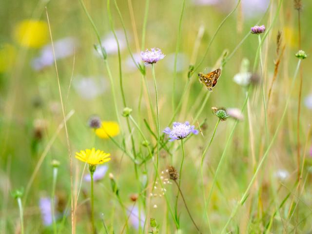 Silver-spotted skipper skipping between scabious flowers on Newtimber Hill on the South Downs, UK. 