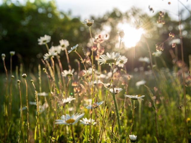 Wildflower meadow
