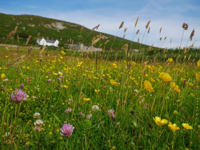 Flower meadow in Wales
