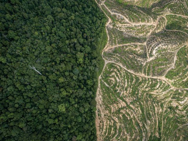 Aerial view of forest next to palm clearing in the Sabah Softwoods plantation in Sabah, Borneo, Malaysia.