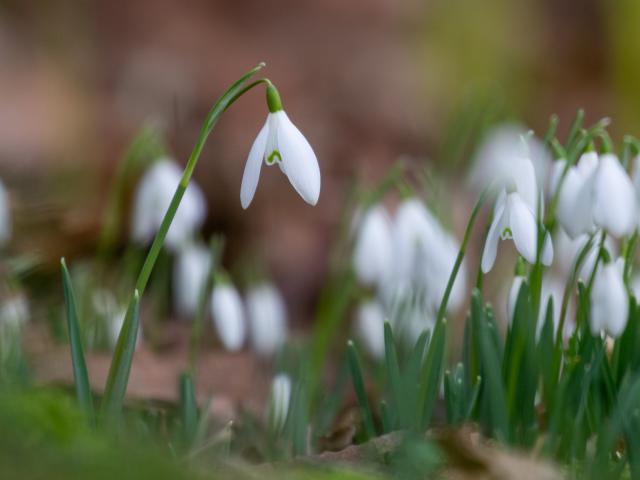 Snowdrops