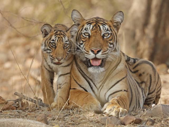 tiger and cub