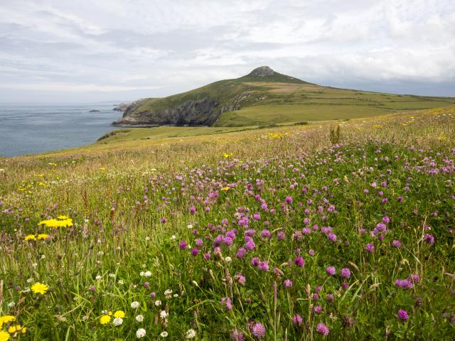 Pembrokeshire coast, Wales. Image of coastline and wildflowers towards Penberry.