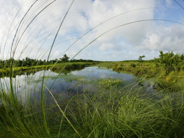  Fresh water marsh on an island in the Sundarbans National Park, Bangladesh 