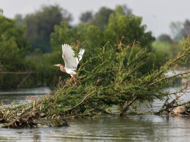WWF's conservation work in the Greater Mekong, April 2014: a bird takes off from a tree in the flooded forest inside the Ramsar protected area in Stung Treng, Cambodia. This area is also home to the critically-endangered Irrawaddy dolphin. With the support of the HSBC Water Programme, WWF is working to secure a healthy future for the Mekong and the people and wildlife it supports. 
