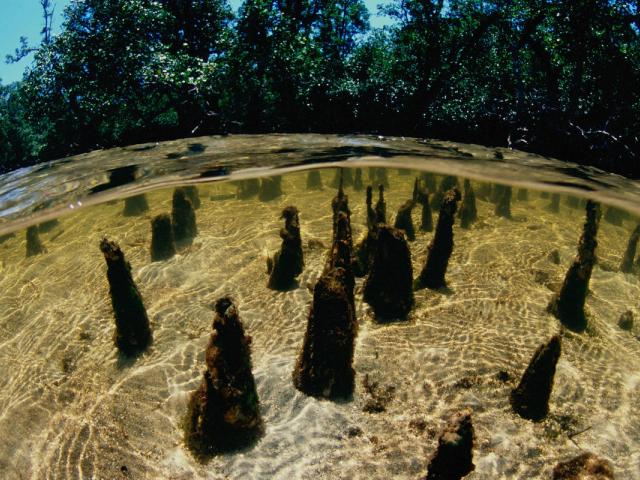Mangrove habitat within Tun Mustapha Park