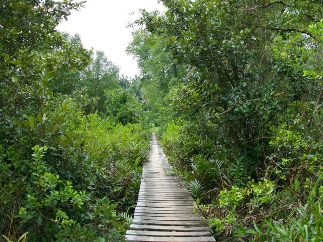  One of the mangrove sites within Tun Mustapha Park