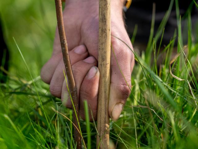 Closeup of hand as a tree is planted into the ground on the Wild Ingleborough project site. 