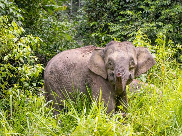 Borneo Pygmy Elephant