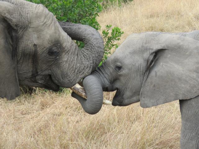 African elephant and calf