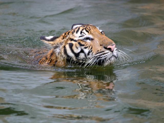 Malayan Tiger swimming