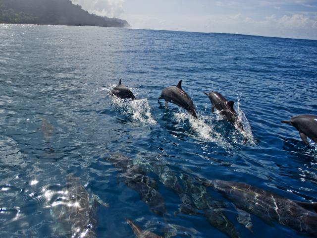 Spinner dolphins swimming off the coast of Tetepare, Solomon Islands.