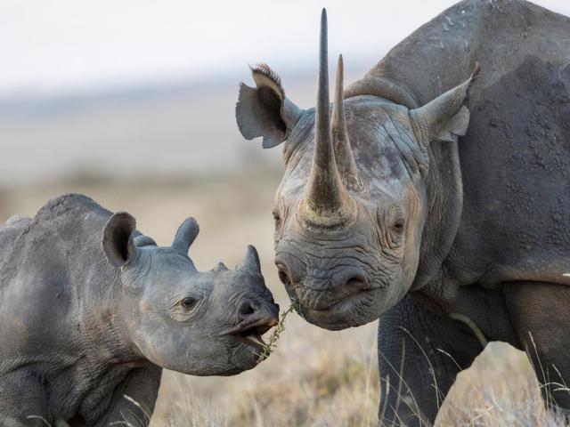 Black rhinoceros mother and calf © naturepl.com / Will Burrard-Lucas / WWF