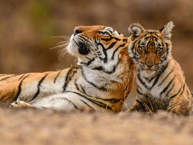 India, Tigress and cub in Ranthambore