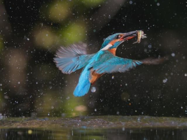 A kingfisher emerges from the river with its catch