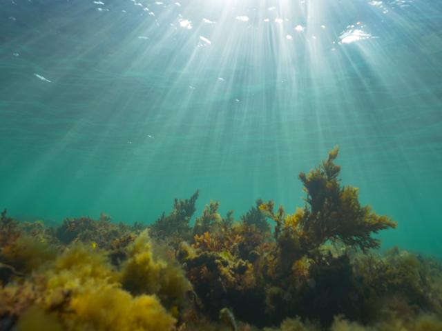 Sun rays through a shallow reef off the coast of Wales