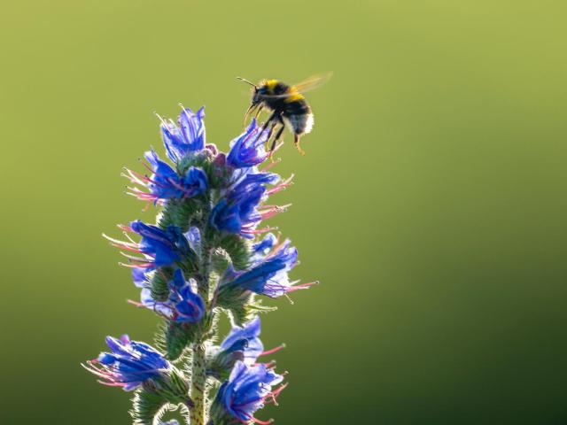 Bumblebee landing on a tall blue wildflower in Norfolk, UK.