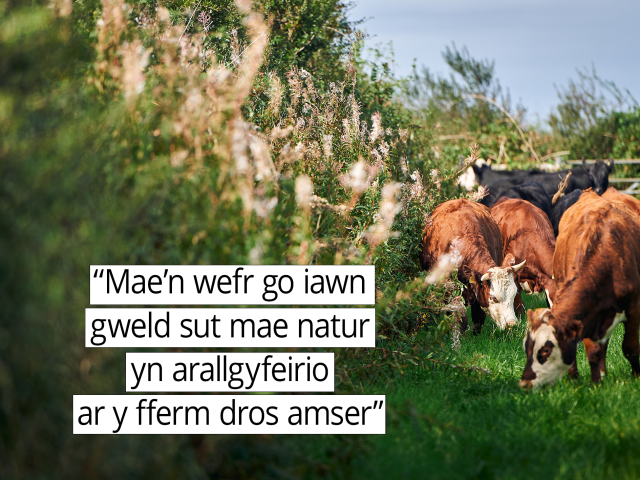 ‘Mae’n wefr go iawn gweld sut mae natur yn arallgyfeirio ar y fferm dros