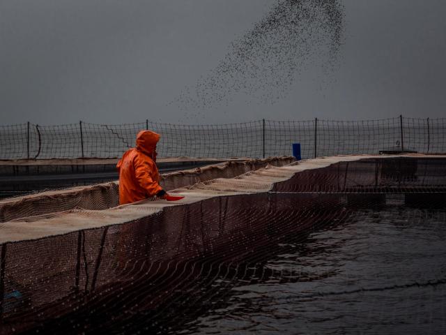 Staff members of AquaChile, the largest exporter of salmon in Chile, pitches fish food to salmon stocks