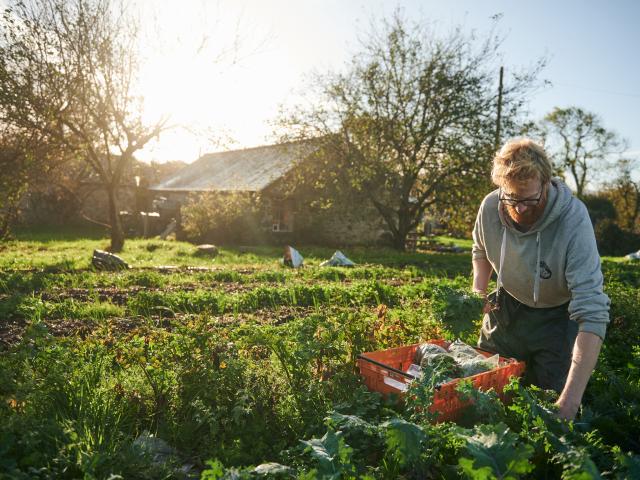 Picking vegetables on the farm at Tyddyn Teg in north Wales.