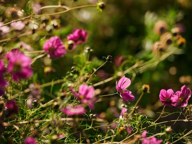 Flowers at Tyddyn Teg farm.