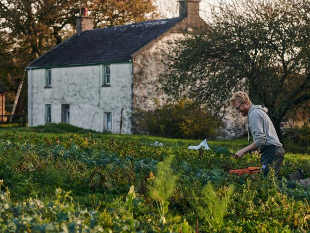 Aelod staff Tyddyn Teg yn pigo llysiau yn y cae o flaen y tŷ