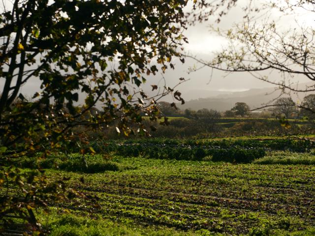A view of the farmland at Tyddyn Teg, including trees and rows of vegetables.