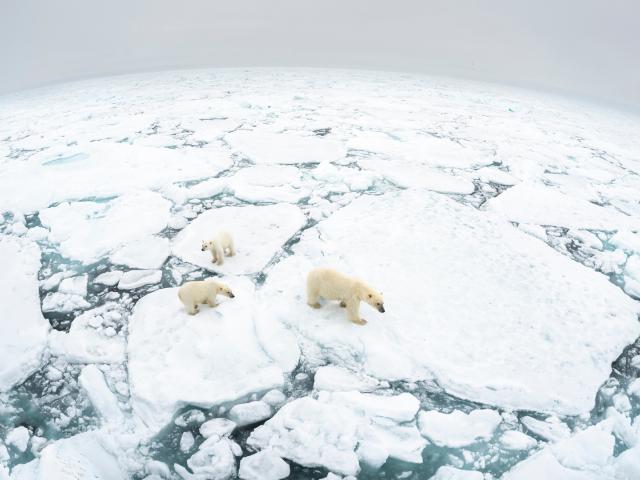 a fish eye lens image of three polar bears from above