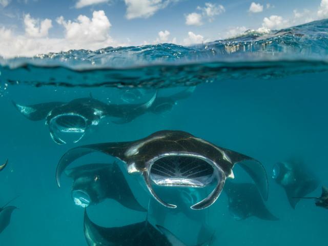 Manta Rays