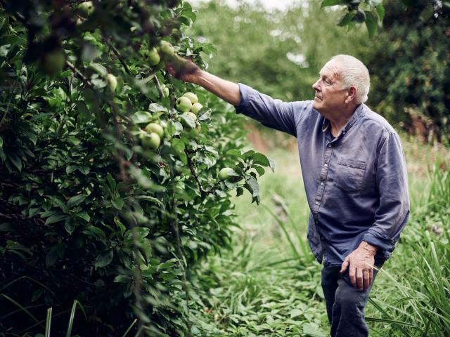 Elfyn Davies yn pigo afalau o'r perllan ar y ffarm.