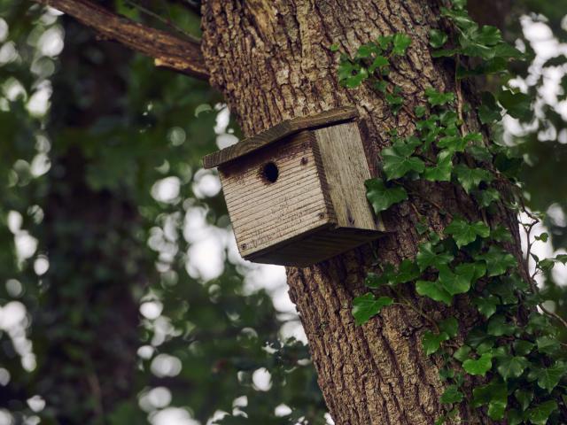 Bocs adar ar goeden ar Fferm Glancynin