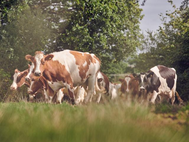 Y gwartheg, ar Fferm Glancynin, yn y cae gyda chefndir o goed.