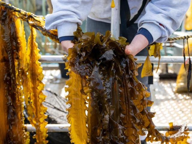 Seaweed being pulled from the lines in the water by a member of staff at Câr y Môr.