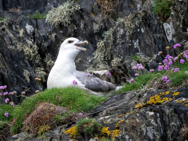 A fulmar (Fulmarus glacialis) perches atop a rocky cliff near Câr y Môr seaweed farm in Pembrokeshire, Wales.