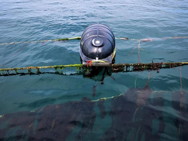 Seaweed grown on lines at Câr y Môr Pembrokeshire, Wales.